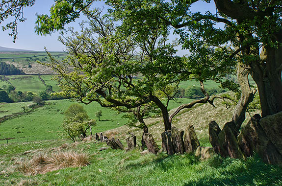 ENG: Lancashire , The Pennines, Pendle, Wycoller Country Park. Moorland at the site of the Atom Panopticon, with ruinous flagstone wall [Ask for #270.296.]