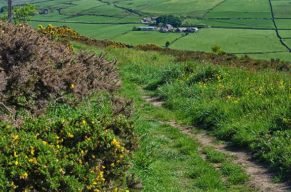 ENG: Yorkshire & Humberside Region, West Yorkshire, Calderdale Borough, Hebden Bridge, Haworth Moors, View over the moors; a farm track runs from hedged farmlands to wild moors, with an isolated Pennine farmstead [Ask for #270.403.]